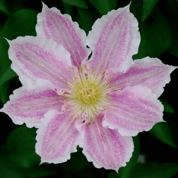 The Ultimate Clematis Roundup