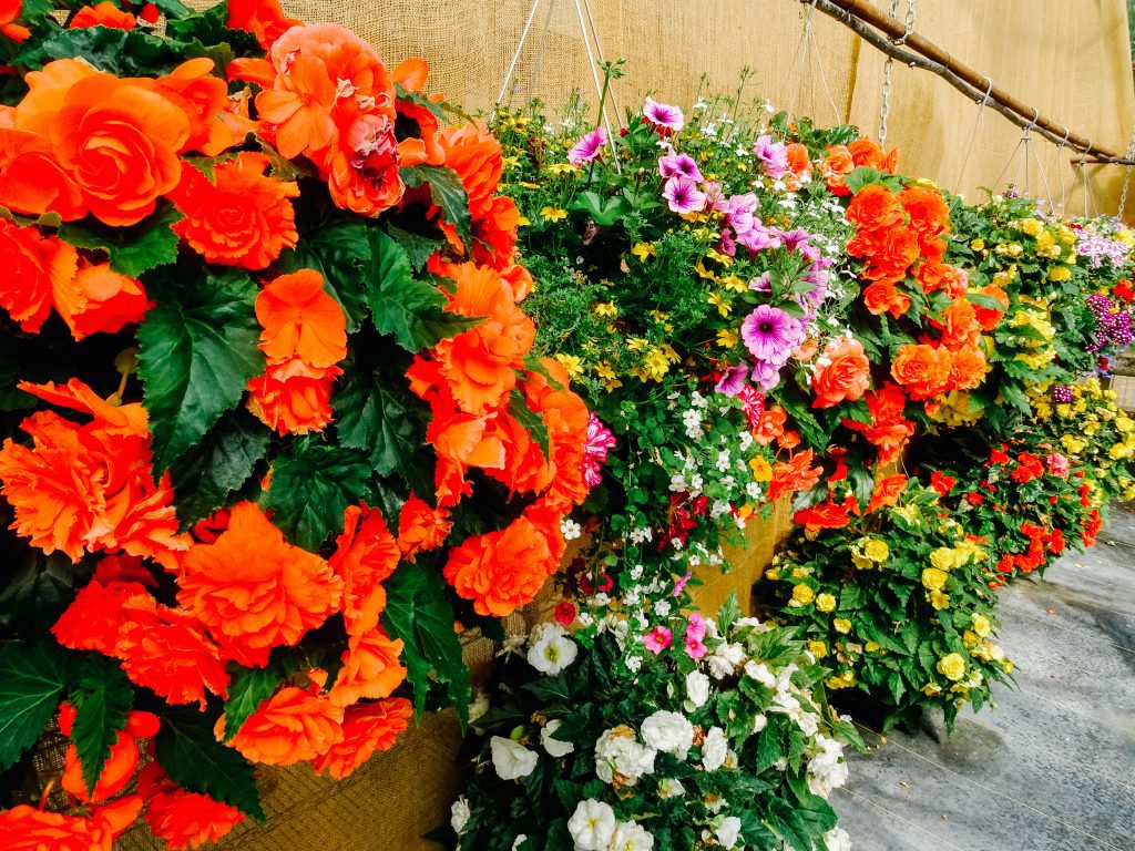 Hanging Basket Fundraising Opportunities Clearview Garden Shop