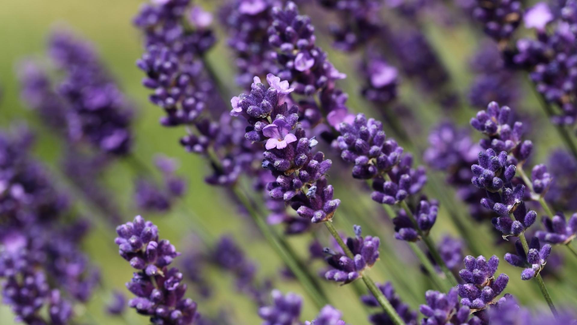 french vs english lavender