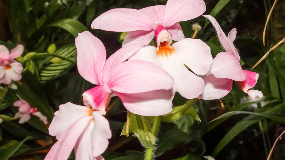 How to best care for and maintain your orchids Clearview Garden Shop