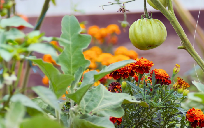 Veggies and Annuals: The Perfect Combo for Every Garden